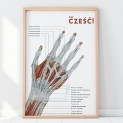 Plakat Anatomia Ręki