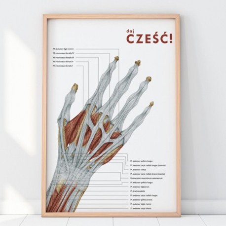 Plakat Anatomia Ręki